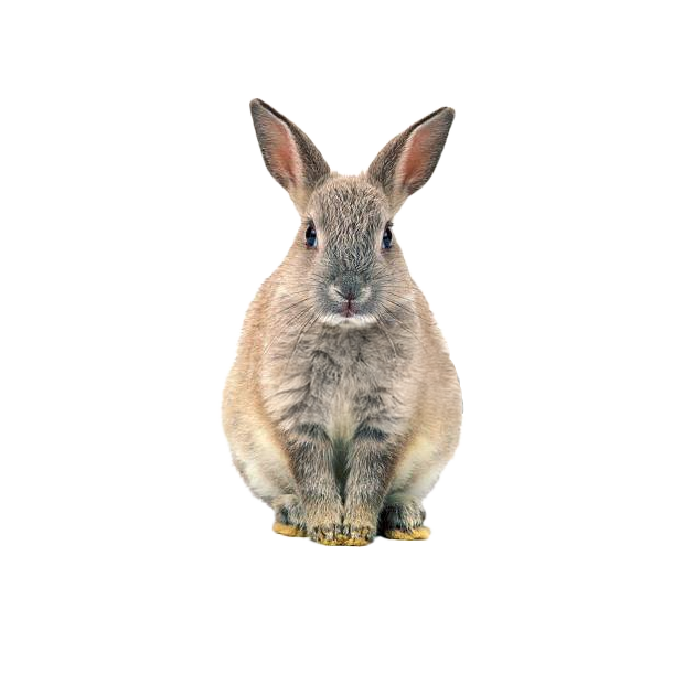 Imagem do peixe Coelho